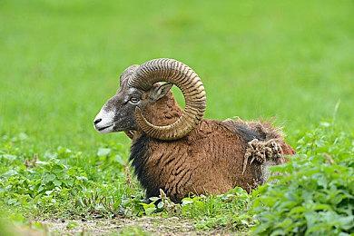 《吸血鬼幸存者》官方透露2025年更新路线图 至24年底可能还有两次更新